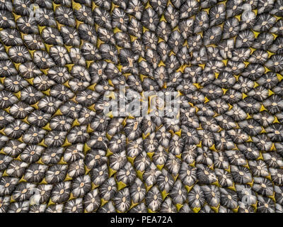 Sunflower seed head detail, Fibonacci pattern.