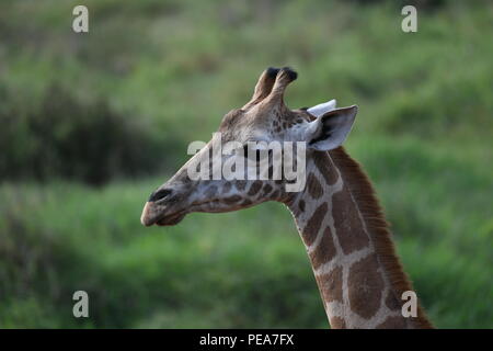 Rothschild giraffe. Giraffe Manor, Nairobi, Kenya.