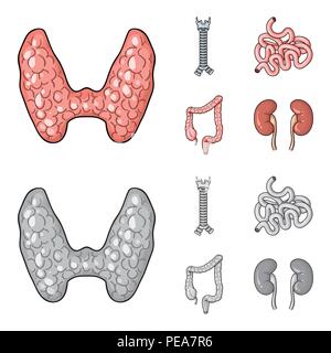 Thyroid gland, spine, small intestine, large intestine. Human organs set collection icons in cartoon,monochrome style vector symbol stock illustration Stock Vector