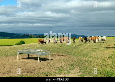 Devon is predominantly a county of livestock farming, where dairying, lowland cattle and sheep,Dartmoor National park,Dunsford,Fulford, Stock Photo