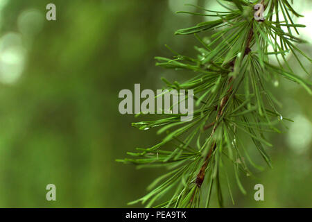 Green branches of larch on blur background. Stock Photo