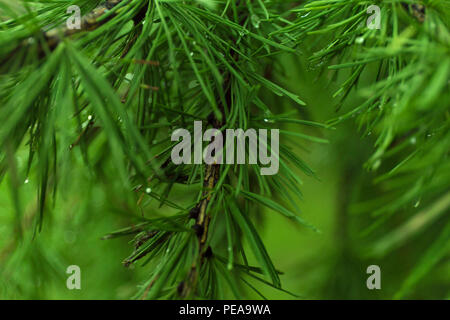 Green branches of larch on blur background. Stock Photo