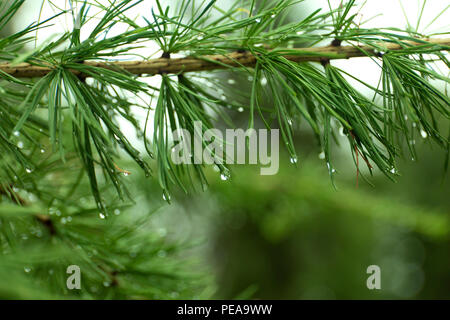 Green branches of larch on blur background. Stock Photo