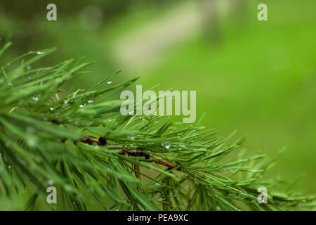 Green branches of larch on blur background. Stock Photo