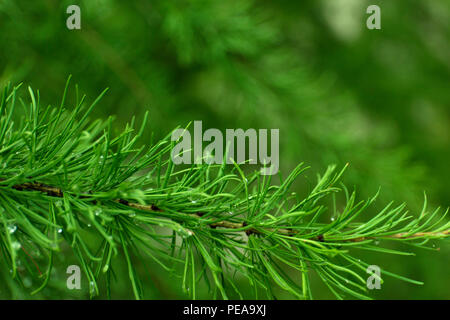 Green branches of larch on blur background. Stock Photo