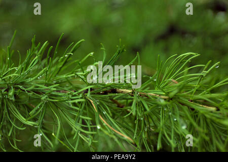 Green branches of larch on blur background. Stock Photo