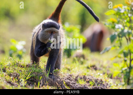 Golden Monkey, Cercopithecus kandti, Volcanoes National Park in Kinigi, Rwanda, July 12, 2018. (CTK Photo/Ondrej Zaruba) Stock Photo