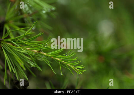 Green branches of larch on blur background. Stock Photo