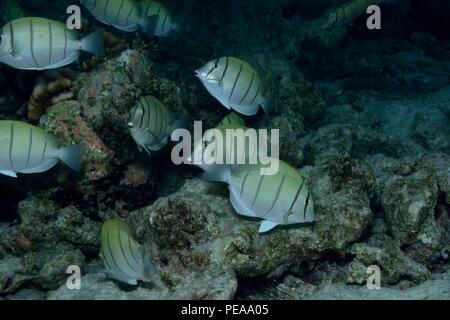 Gitter Doktorfisch Convict Tang Convict Surgeonfish Acanthurus