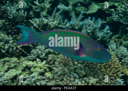 Cetoscarus ocellatus, bicolour parrotfish, Masken-Papageifisch, male, Männchen, Malediven, Indischer Ozean, maldives, Indian Ocean Stock Photo