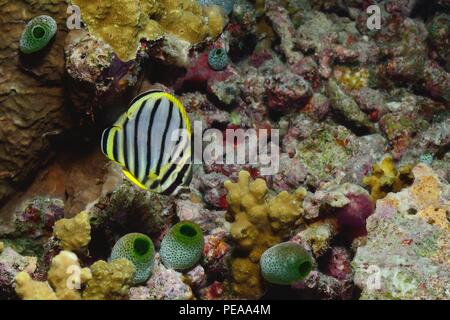 Chaetodon meyeri, meyers butterflyfish, Gebänderter Falterfisch, juvenil, Jugendform, Malediven, Indischer Ozean, maldives, Indian Ocean Stock Photo