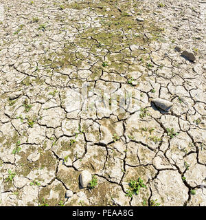 Dried-out cracked riverbed with stones and sediments in the river Rhine, caused by prolonged drought, North Rhine-Westphalia, Germany, Europe Stock Photo