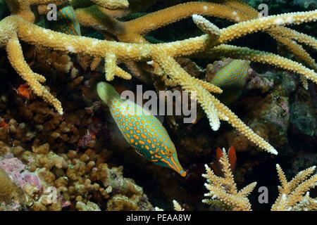 Harlekin-Feilenfisch, harlequin filefish, Oxymonacanthus longirostris, Malediven, Indischer Ozean, maldives, Indian Ocean Stock Photo