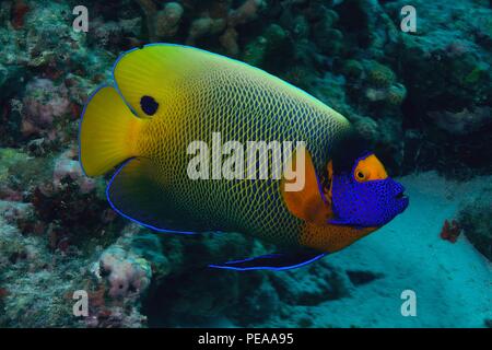 Blaukopf-Kaiserfisch, blueface angelfish, yellowface angelfish, Pomacanthus xanthometopon, Malediven, Indischer Ozean, maldives, Indian Ocean Stock Photo