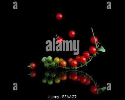 Cluster of tiny red currant tomatoes on vine , Solanum pimpinellifolium, on shiny surface and isolated on black. Stock Photo