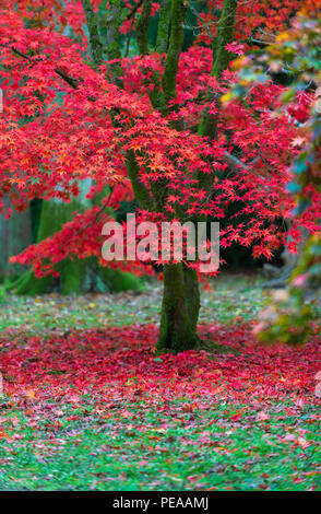 Autumn Westonbirt Aboretum Gloucestershire Stock Photo