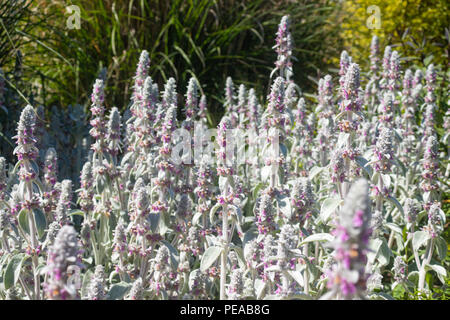 Lambs ear (Stachys byzantina) growing in Fife Scotland. Stock Photo