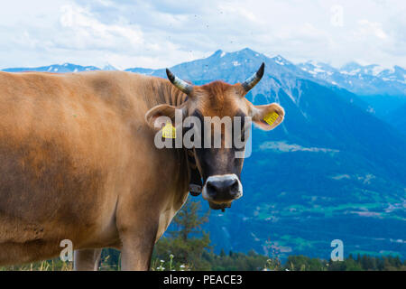 Dairy Cow-Brown Swiss Milk Cow in Switzerland Stock Photo