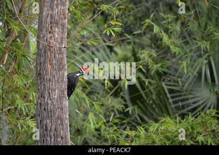 Pileated Woodpecker Red Headed Bird Flaming Crest Profile Color Photograph Daytime Outdoors Florida Is The Largest Common Woodpecker In North America Stock Photo