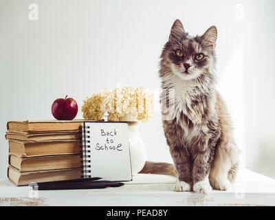 Charming, grey, fluffy kitten, bouquet of blooming flowers, vintage books, pencils, red apple and a notepad with a handwritten inscription on a white, Stock Photo