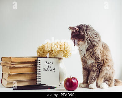 Charming, grey, fluffy kitten, bouquet of blooming flowers, vintage books, pencils, red apple and a notepad with a handwritten inscription on a white, Stock Photo