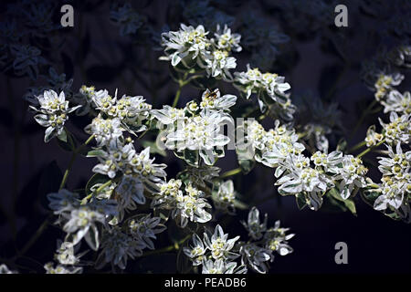 Euphorbia marginata Stock Photo