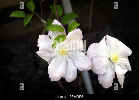 Beautiful white clematis flowers on dark background. Stock Photo