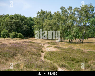 Sandy path in nature reserve Boberg with blooming common heather and birches at fine weather. Selective focus. Stock Photo