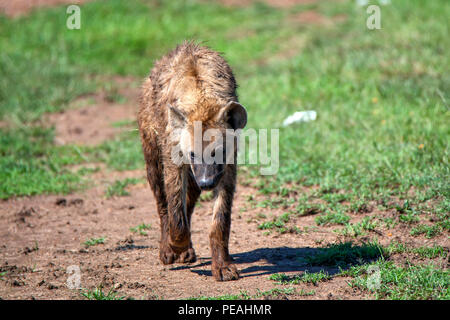Spotted hyena or crocuta walks in savannah Stock Photo
