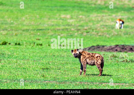 Young spotted hyena or crocuta in savannah Stock Photo