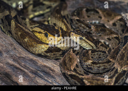 2 Bothrops asper or also called fer de lance snakes image taken in Panama Stock Photo