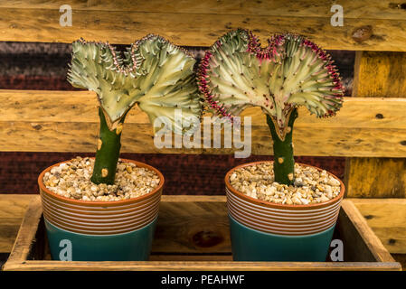 2 Crested Elkhorn euphorbia lactea cristata plant s in pots Stock Photo