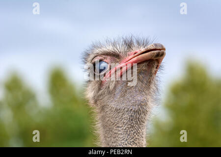 The head of an ostrich closeup on a blurred background. Stock Photo