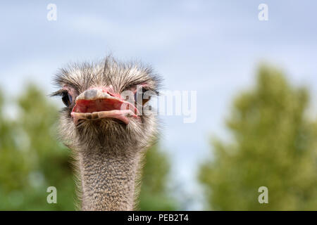 The head of an ostrich closeup on a blurred background. Stock Photo