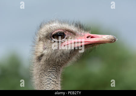 The head of an ostrich closeup on a blurred background. Side view. Stock Photo