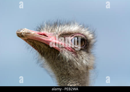 The head of an ostrich closeup on a blue background. Stock Photo