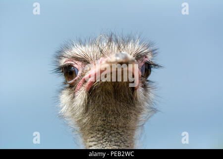The head of an ostrich closeup on a blue background. Front view. Stock Photo