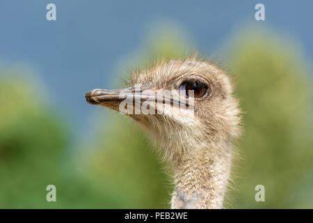 The head of an ostrich closeup on a blurred background. Side view. Stock Photo