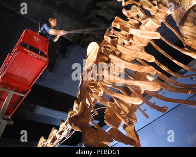 New York, USA. 14th Aug, 2018. Trenton Duerksen, who is responsible for the maintenance of the exhibits, cleans a dinosaur skeleton in the Natural History Museum. The skeleton of the world's largest known dinosaur on display there has been cleaned for the first time. Credit: Johannes Schmitt-Tegge/dpa/Alamy Live News Stock Photo