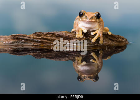 The Mission golden-eyed tree frog or Amazon milk frog (Trachycephalus resinifictrix) is a large tree frog of the Amazon Rainforest Stock Photo