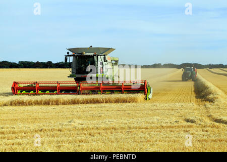Barley, field, harvest, harvester, machine, combine, Claas Lexion 760, agriculture, crop, harvesting, corn Stock Photo