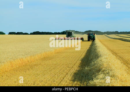 Barley, field, harvest, harvester, machine, combine, Claas Lexion 760, agriculture, crop, corn, harvesting Stock Photo