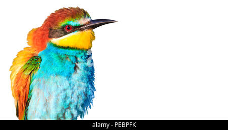 exotic bird with feathers sticking out to the side isolated on white Stock Photo