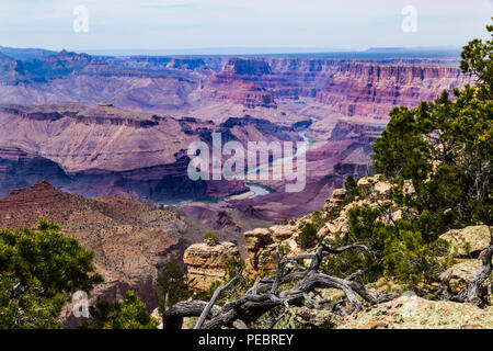 Eastern Grand Canyon, viewed from the South Rim. Rocks and pine trees on the canyon's edge, with the Colorado River below, surrounded by brightly colo Stock Photo