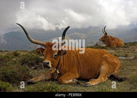 Mountain semi-wild cattle in a high mountain (Peneda - Geres, north of Portugal) Stock Photo