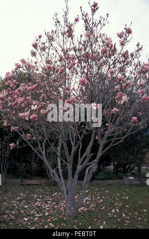 MAGNOLIA TREE IN FLOWER, AUSTRALIA Stock Photo
