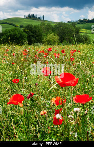 spring in Tuscany, landscape with poppies Stock Photo - Alamy