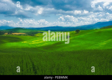 Rolling Hills of the Tuscan Countryside, Val d'Orcia, Tuscany, Italy Stock Photo