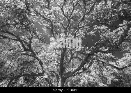 One large Tree at Fish Eating Creek in Florida Stock Photo