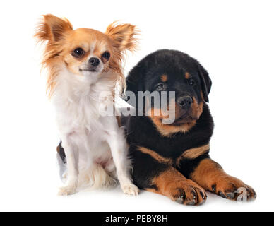 Rottweiler chihuahua hot sale puppies